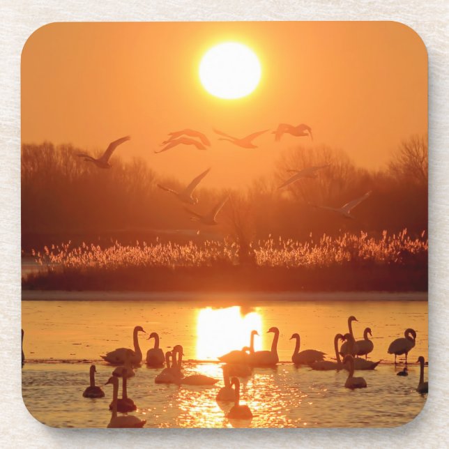 Swans in Lake at Sunset Beverage Coaster (Front)