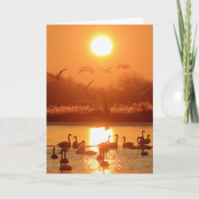 Swans in Lake at Sunset Card (Front)
