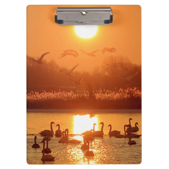 Swans in Lake at Sunset Clipboard (Front)