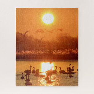 Swans in Lake at Sunset Jigsaw Puzzle