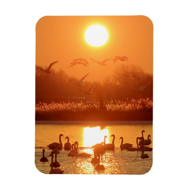 Swans in Lake at Sunset Magnet (Vertical)