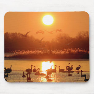Swans in Lake at Sunset Mouse Pad