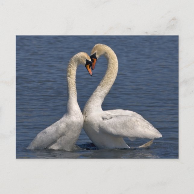 Swans in Love Postcard (Front)