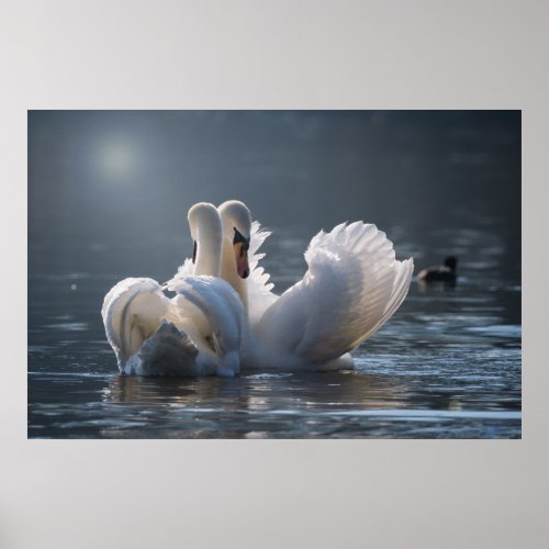 Swans In Love Poster