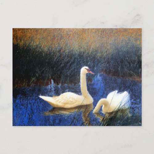 Swans in Reeds by Bruno Liljefors Postcard