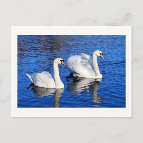 Swans in the blue lake water Nature Photo Postcard