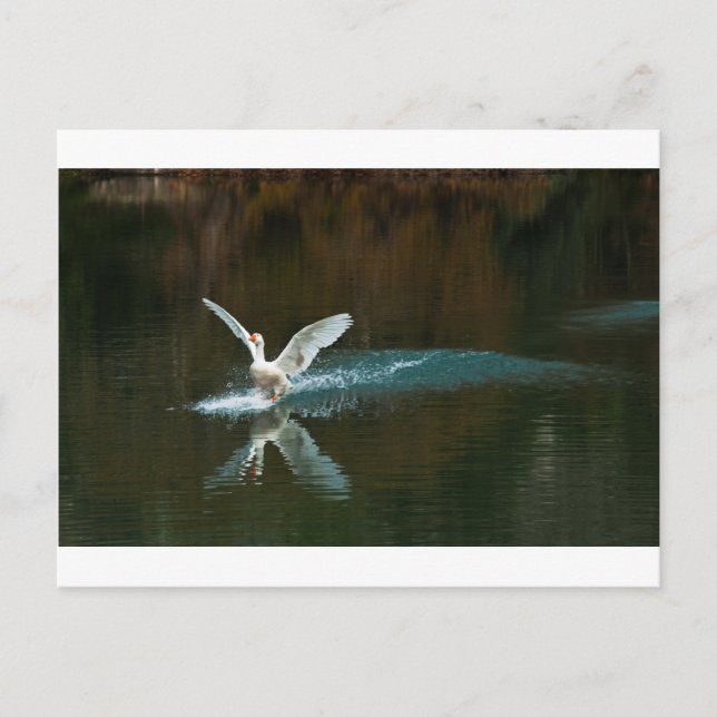 swan's lake postcard (Front)