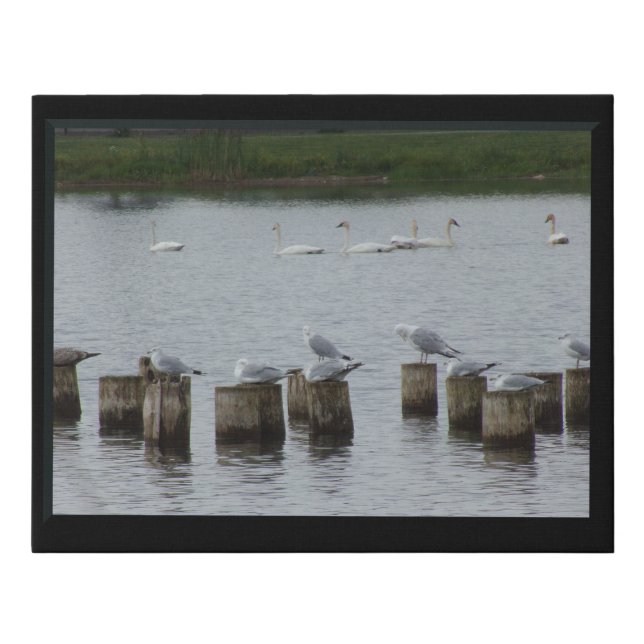 Swans n Seagulls Faux Canvas Print (Front)