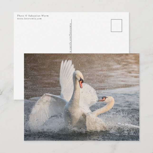 Swans Nature Photo Postcard (Front/Back)
