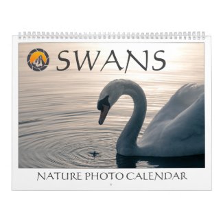 Swans Nature Photos 2024