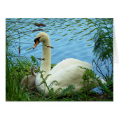 Swans Nest Large (Front Horizontal)