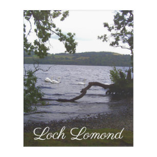 Swans on Loch Lomond Acrylic Print