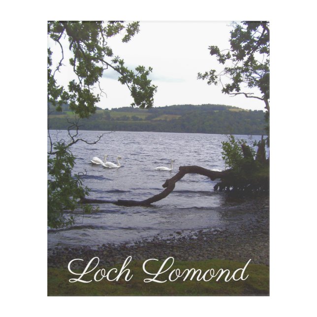 Swans on Loch Lomond Acrylic Print (Front)
