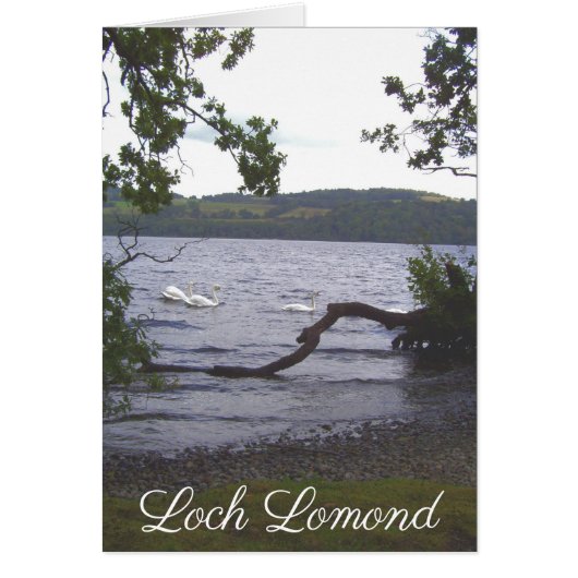 Swans on Loch Lomond Cards (Front)