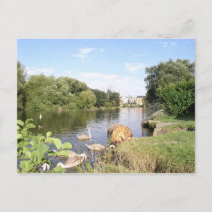 Swans on River Liffey Dublin Postcard