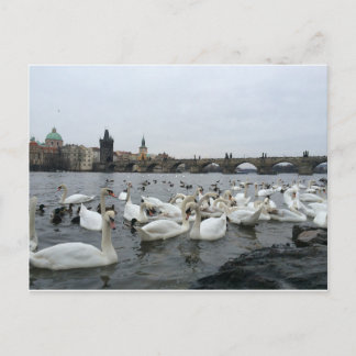 Swans on the banks of the Charles Bridge Postcard