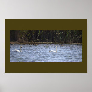 Swans on the Pond Poster