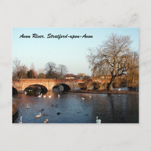 Swans on the River Avon, Stratford-upon-Avon Postcard