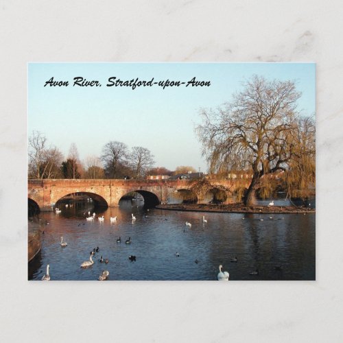 Swans on the River Avon Stratford_upon_Avon Postcard