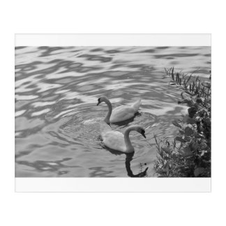 Swans Photo Acrylic Wall Art