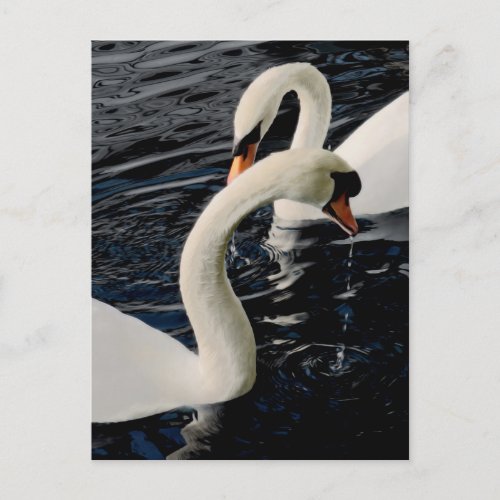Swans Postcard