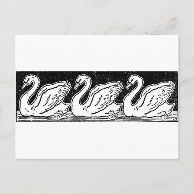 Swans Postcard (Front)
