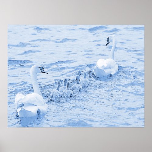 Swans Poster