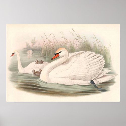 Swans symbolize love poster
