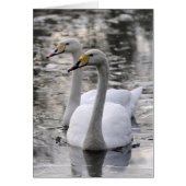 Swans Together Cards (Front)