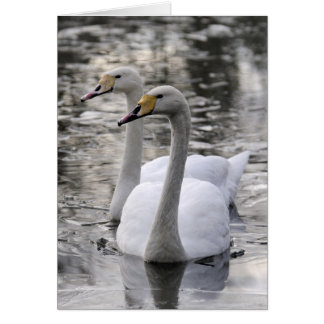 Swans Together Cards
