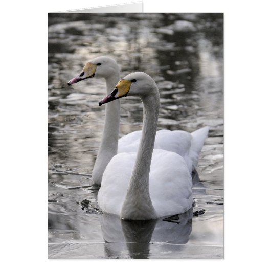 Swans Together Cards (Front)