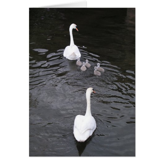 Swans with cygnets cards (Front)