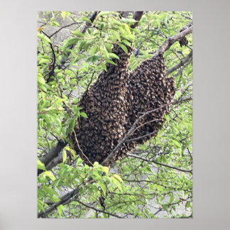 Swarm of Bees Poster