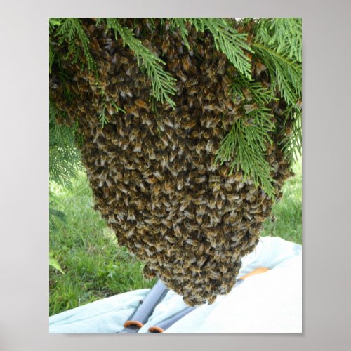 SWARM OF BEES POSTER Bee freaked out or amazed Poster