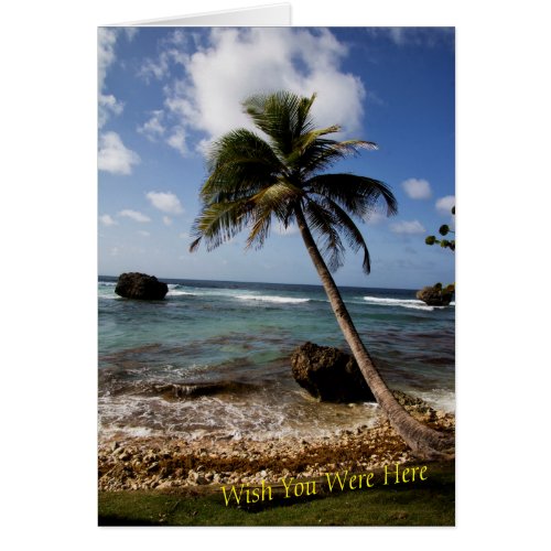 Swaying Palm Tree Beach Bathsheba Barbados