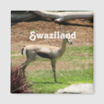 Swaziland Gazelle Magnet