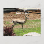 Swaziland Gazelle Postcard