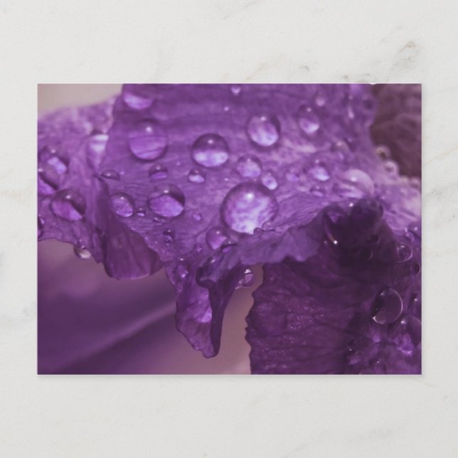 Sweaty Iris Postcard (Front)