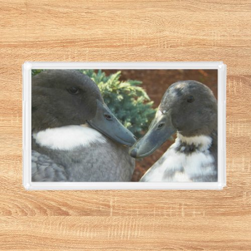 Swedish Blue Ducks Nature Photo Acrylic Tray