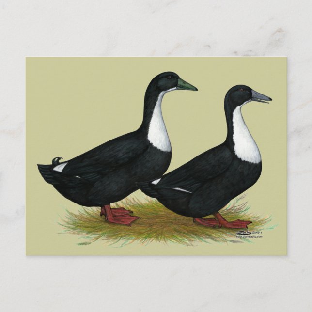 Swedish Ducks Black Postcard (Front)