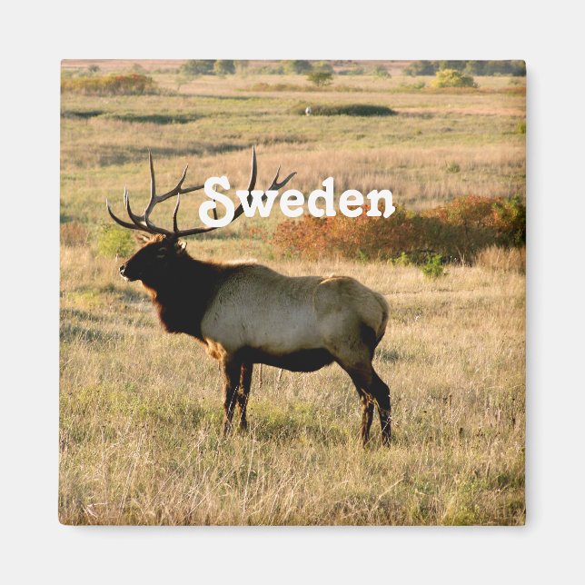Swedish Elk Magnet (Front)