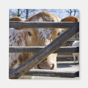 Swedish mountain cattle (Skansen) Magnet