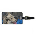 swedish-vallhund-2.jpg luggage tag