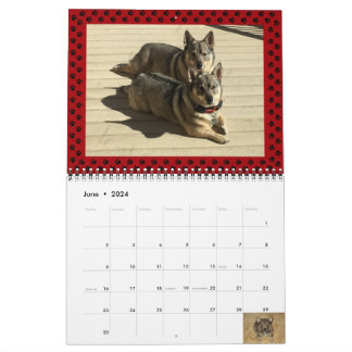 Swedish Vallhund Calendar 2024*