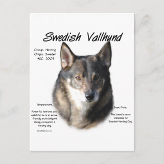 Swedish Vallhund History Postcard
