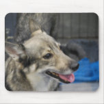 Swedish Vallhund  Mouse Pad