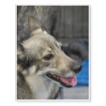 Swedish Vallhund Temporary Tattoos