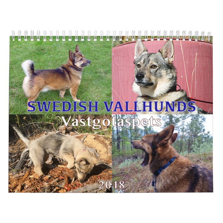 Swedish Vallhund, Vastgotaspets, Callendar 2018 Calendar Zazzle