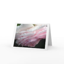 Sweeping Pink Rose Flower Greeting or Note Cards