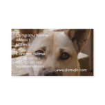 Sweet Akita Business Card